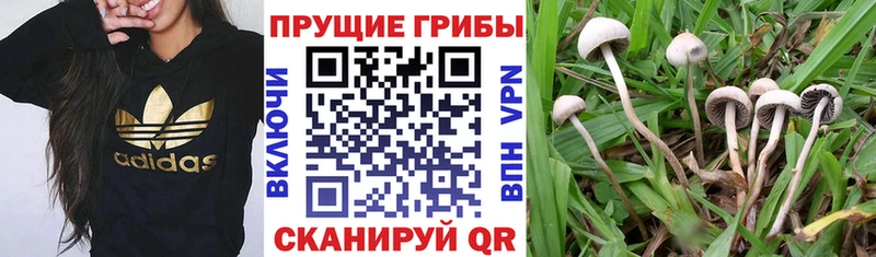 купить закладку  Новоузенск  Псилоцибиновые грибы мицелий 